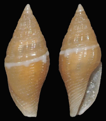 Anarithma