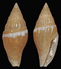 Anarithma