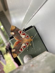 Hypsidia erythropsalis