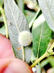 Euura bridgmanii