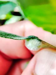 Euura bridgmanii