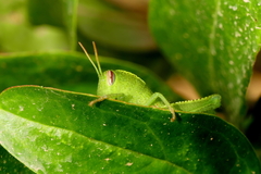 Anacridium aegyptium