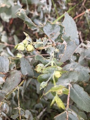 Eucalyptus cordata