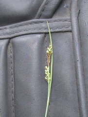 Carex garberi