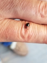 Disonycha xanthomelas