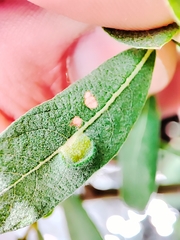 Euura bridgmanii