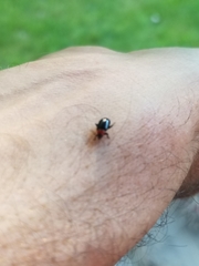 Disonycha xanthomelas