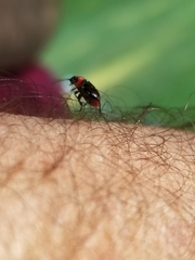 Disonycha xanthomelas