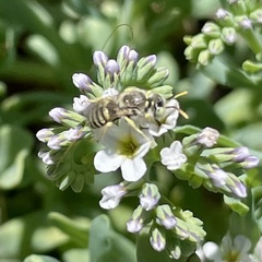 Calliopsis hesperia