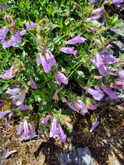 Penstemon lyallii
