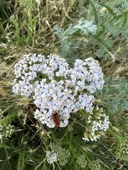 Achillea odorata