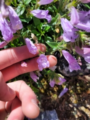 Penstemon lyallii