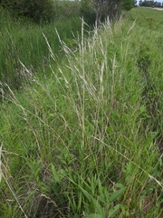 Hesperostipa spartea