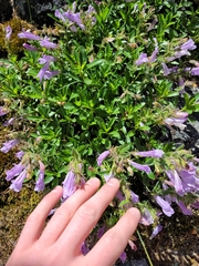 Penstemon lyallii