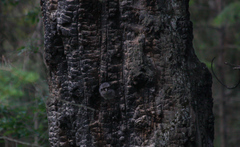 Megascops kennicottii