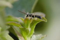Lasioglossum
