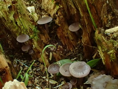 Baeospora myriadophylla