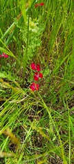 Dianthus deltoides deltoides