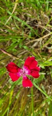 Dianthus deltoides deltoides