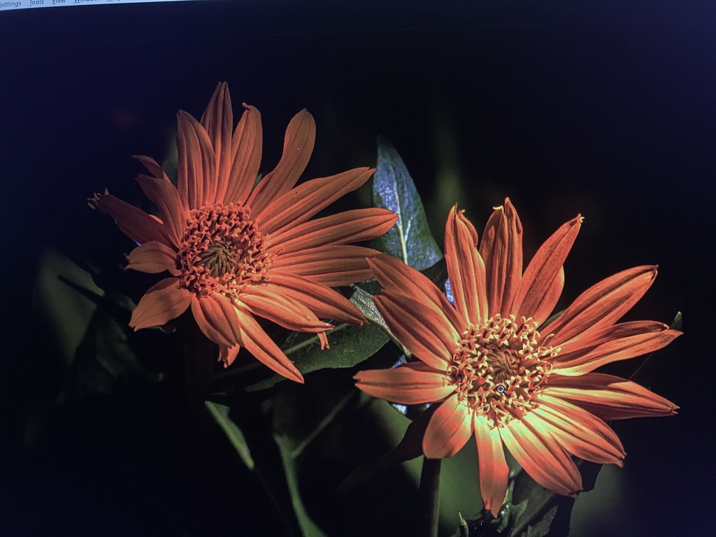 sunflowers, daisies, asters, and allies from Prineville, OR, US on June