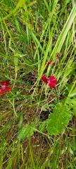 Dianthus deltoides deltoides