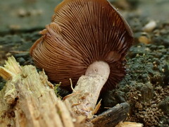 Baeospora myriadophylla