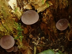 Baeospora myriadophylla