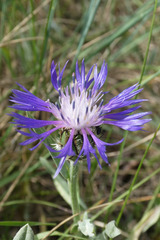Centaurea graminifolia
