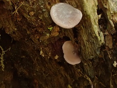 Baeospora myriadophylla