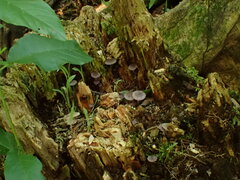 Baeospora myriadophylla