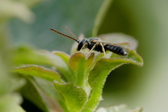 Lasioglossum