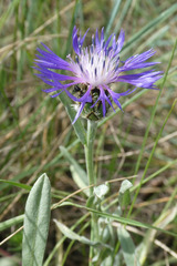 Centaurea graminifolia