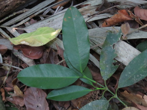 Limoncillo