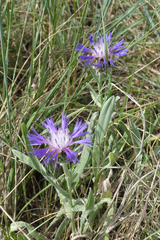 Centaurea graminifolia