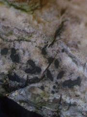 Hysterium angustatum