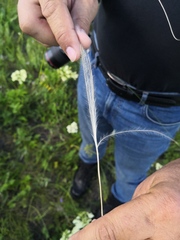 Stipa lessingiana