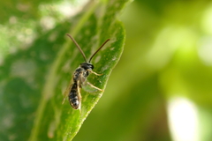 Lasioglossum