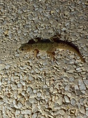 Tarentola angustimentalis