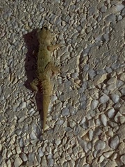 Tarentola angustimentalis