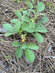 Rhynchosia tomentosa