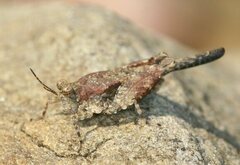 Paratettix cucullatus