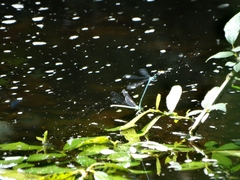 Platycnemis pennipes