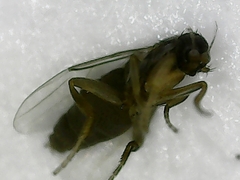 Metopininae