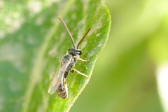 Lasioglossum