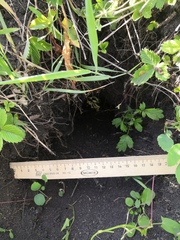 Spermophilus suslicus