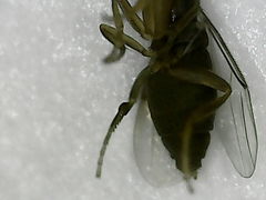 Metopininae