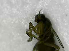 Metopininae