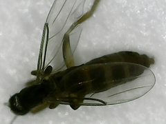 Metopininae