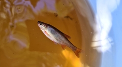 Rhynchocypris percnurus