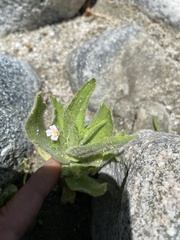 Erythranthe parishii